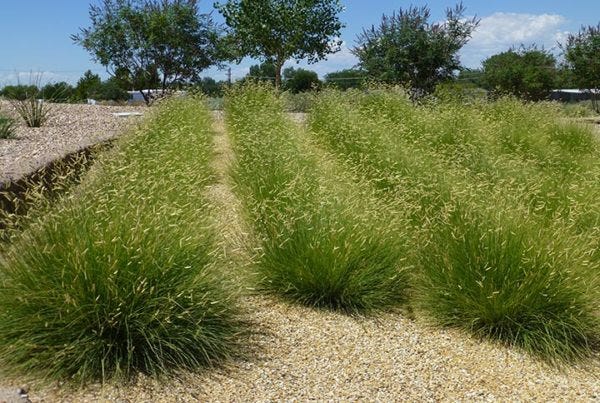 Ornamental Grass With Blonde Ambiation Grass