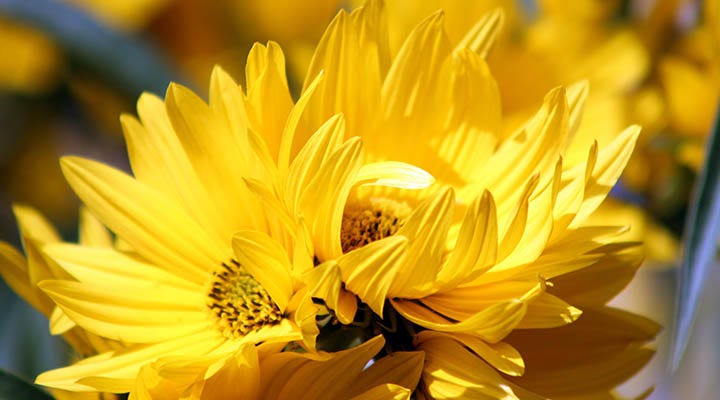 maximiliana sunflower
