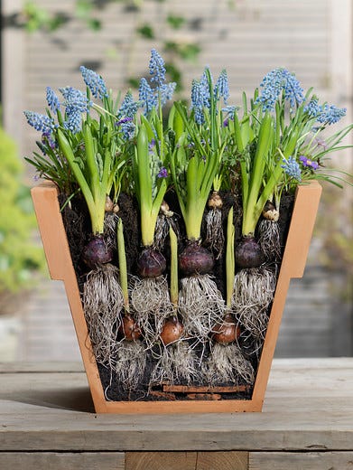 Early-Spring-Blooming Muscari Appear First...