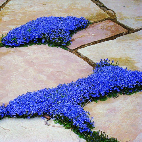 Thyme Leaf Veronica and Flagstones