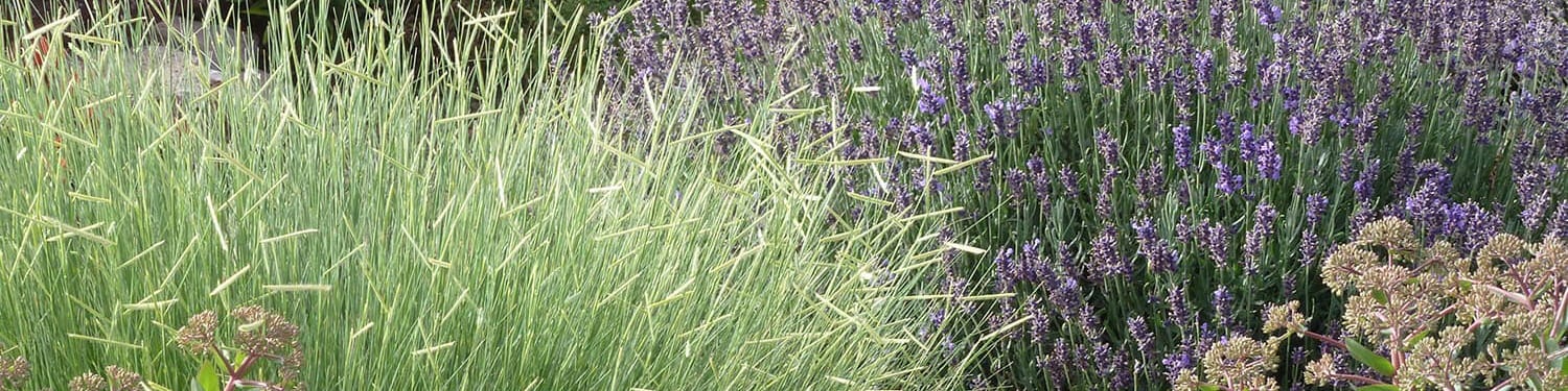 Blonde Ambition Grama Grass, English Lavender, Tall Sedum In A Waterwise Garden