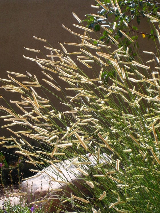 Blonde Ambition features distinctive horizonal seed heads in late summer, which hold into the winter months.