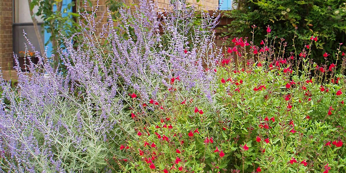 Blue Spires Russian Sage and Furman's Red Texas Salvia