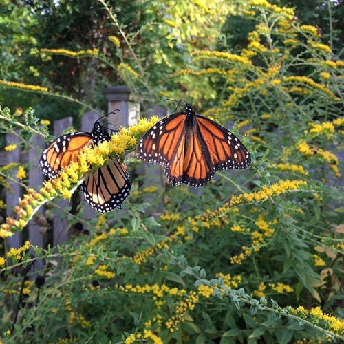 Goldenrod and Monarch Butterflies. Photo by Gretchen Platt.