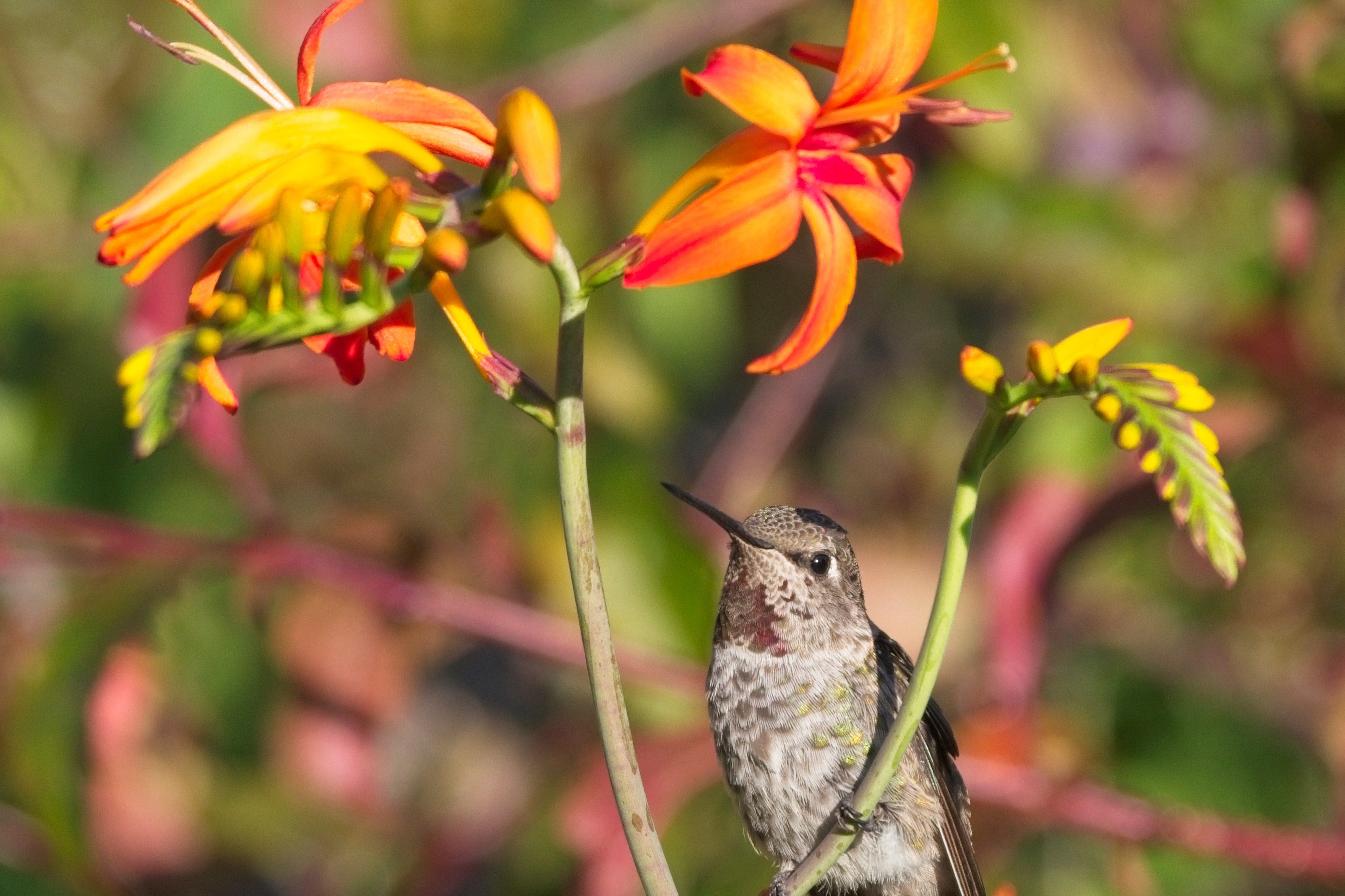 Crocosmia and Hummingbird. Photo by Tami S.