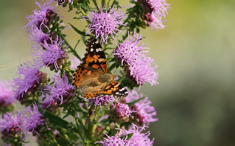 Liatris and Painted Lady Butterfly