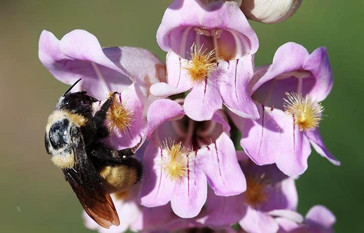 Penstemon and Bee - By Cindy M.