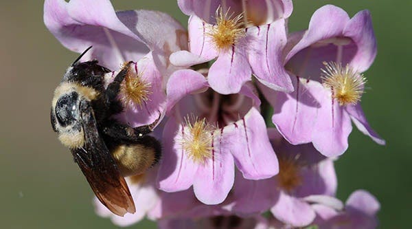Penstemon has nectar-rich blooms, attractive to bees and butterflies.