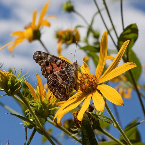 Helianthus maximiliana and Painted Lady Butterfly. Photo by Kim Mitas.