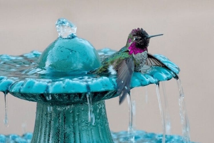 Hummingbird taking a bath in a water fountain.
