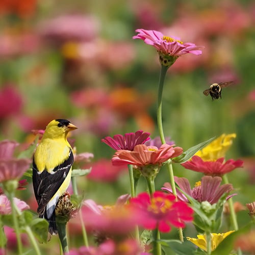 Bumblebee and Goldfinch visiting a zinnia patch