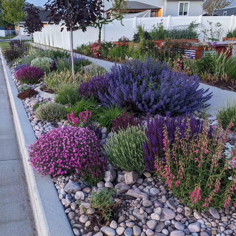 The right side of the parkstrip planting, showing Penstemon, Dianthus, Salvia, Lavender, and Nepeta in bloom.