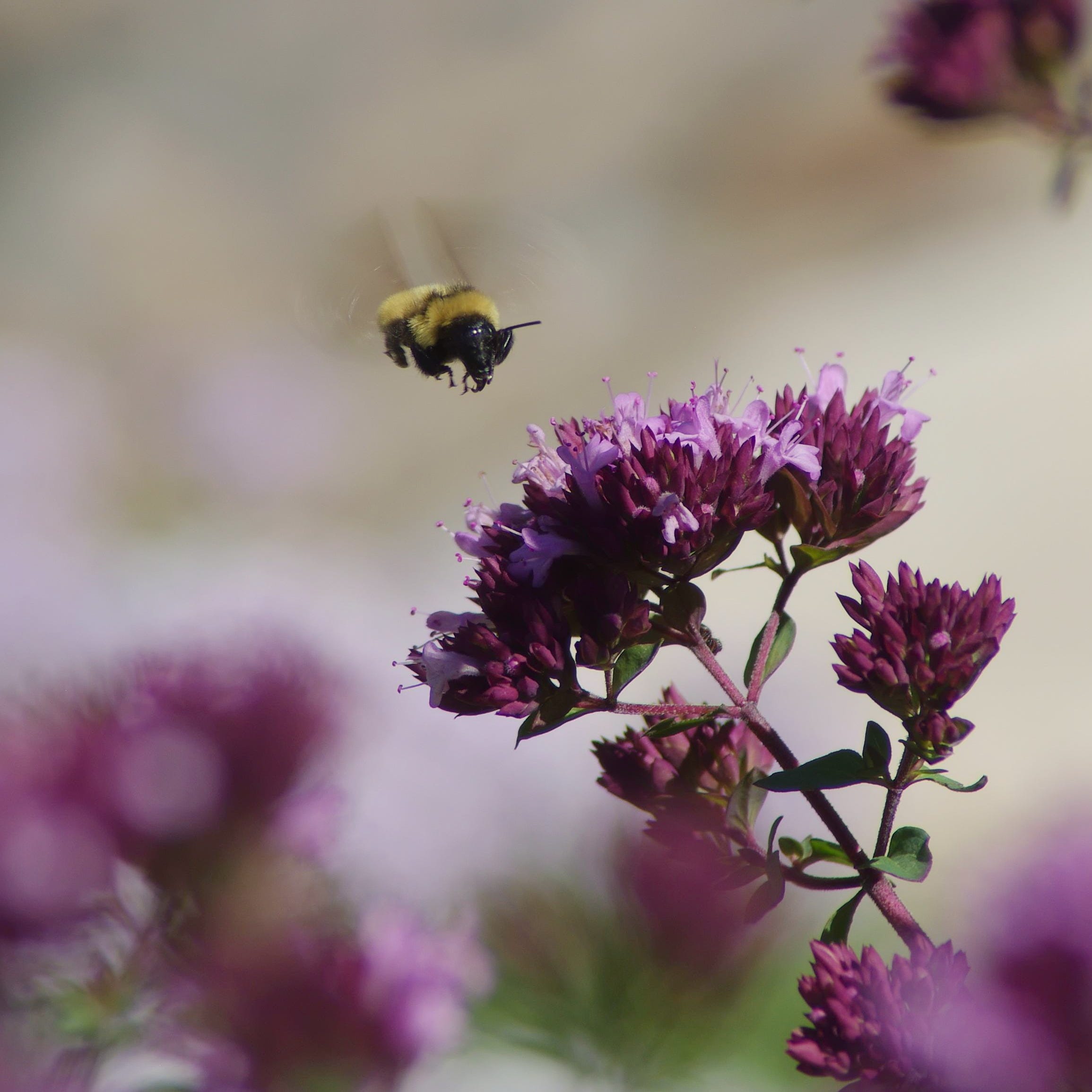 Origanum and Bee. Photo by Emmis Oure.