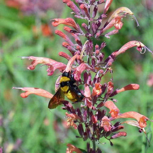Agastache and Bumblebee. Photo by Pam Koch.