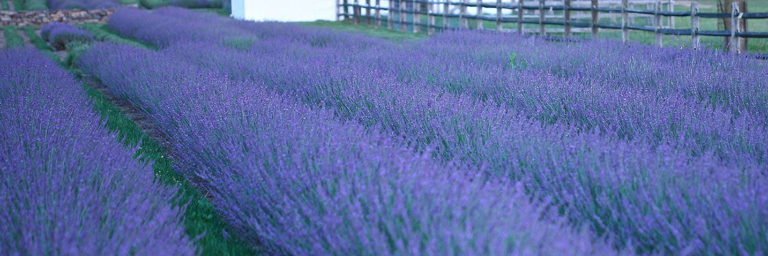 Phenomenal Lavender in the field