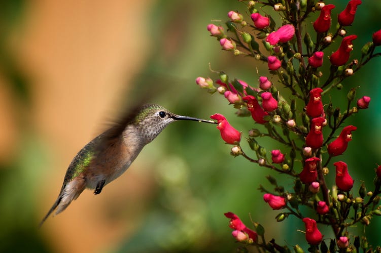 A hummingbird sips nectar from red flowers of Scrophularia macrantha 