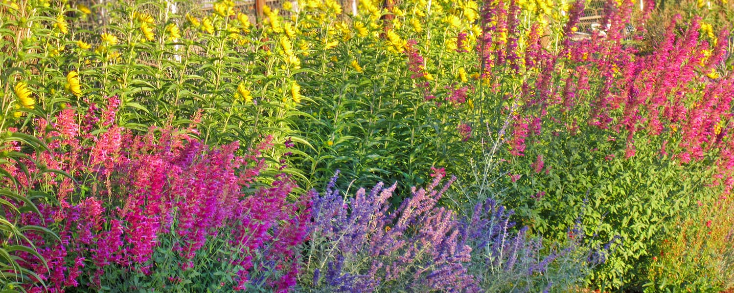 Agastache, Russian Sage, and Maximilian's Sunflower In The Xeric Garden At Sunset