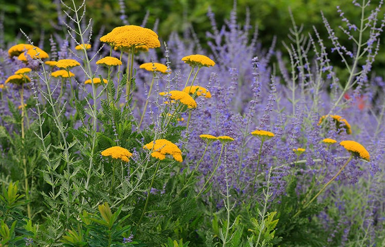 Achillea (Yarrow) and Russian Sage have contrasting blooms to add lasting interest to the garden.