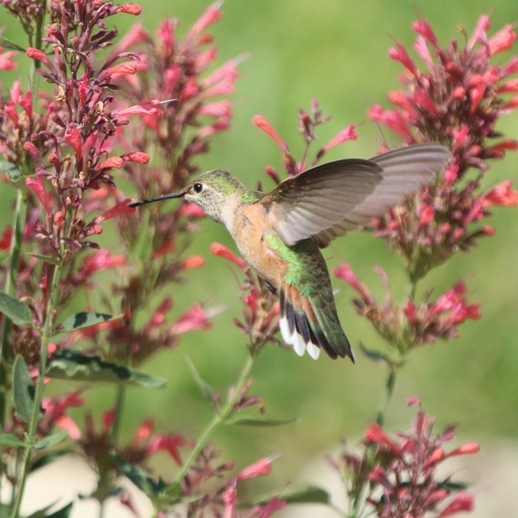 Broad-Tailed Hummingbird with Desert Sunrise Agastache | By Teresa A.