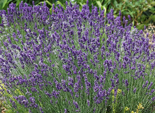 'Buena Vista' Lavender