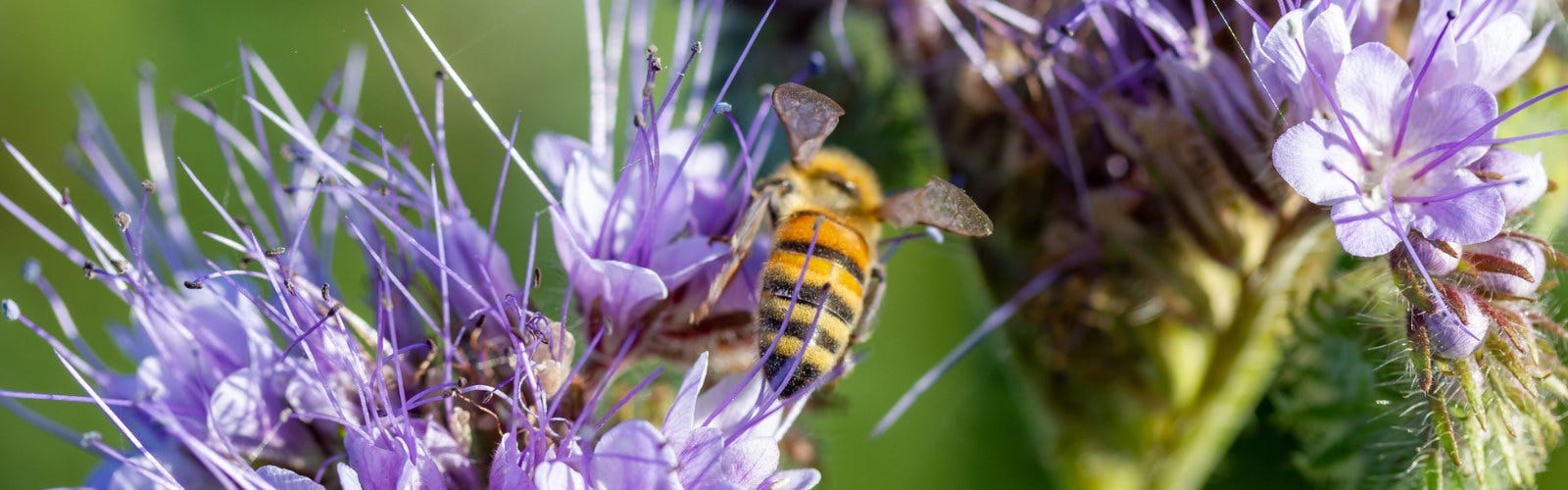 bee on purple lacy phacelia plant