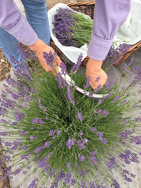 Lavender Harvest by Lenda F.