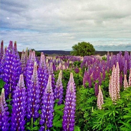 Field of purple Lupine wildflowers