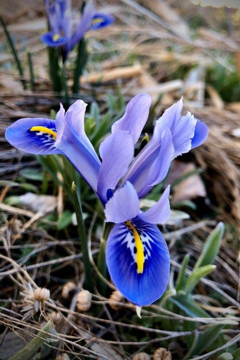 Harmony Specie Iris