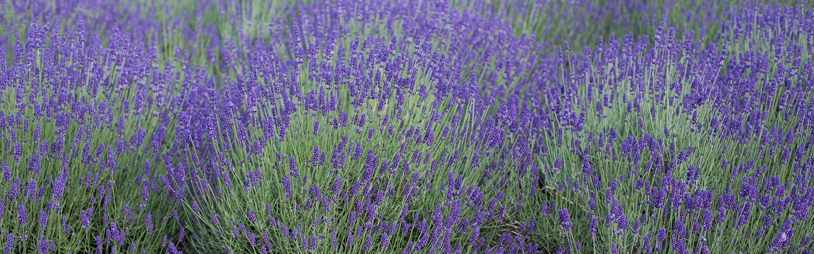 Growing Fragrant Lavender