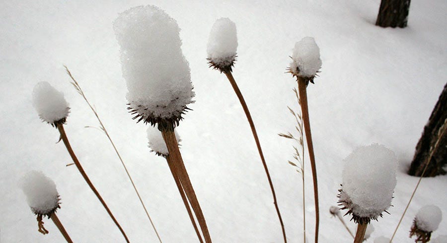 Seedheads covered with snow