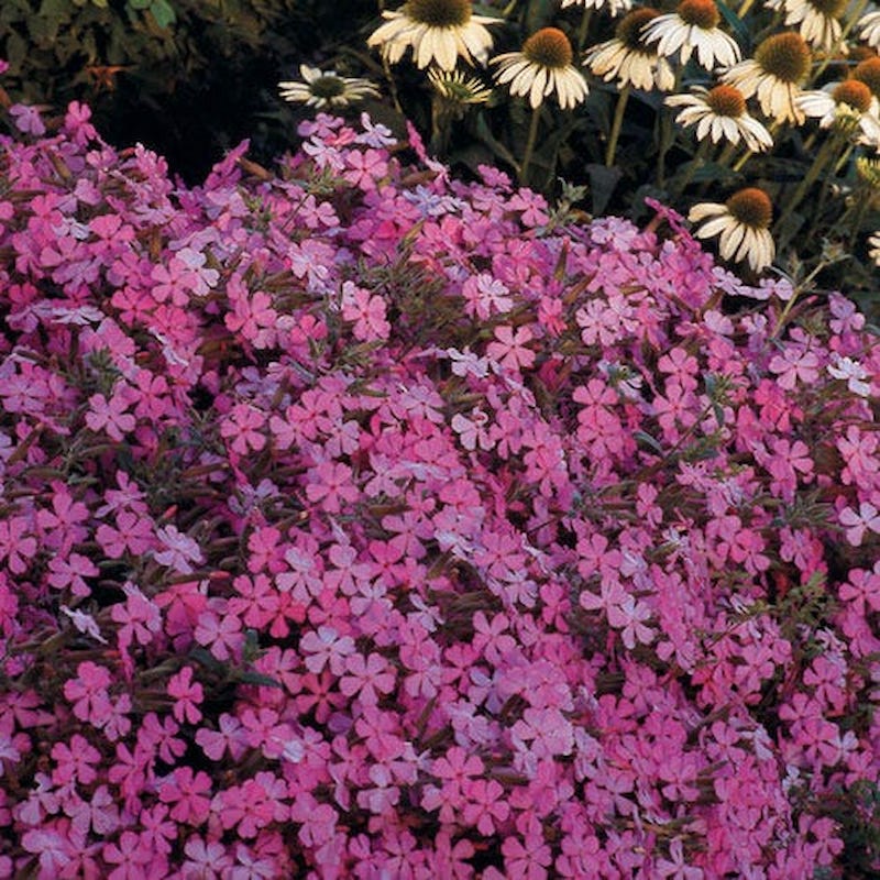 Max Frei Giant Flowered Soapwort (Saponaria lempergii)