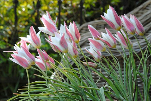 Wildflower Tulips, or Specie Tulips, naturalize and return year after year.